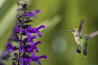 Design Combinations for Pollinators