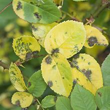 Common Plant Diseases in the Landscape