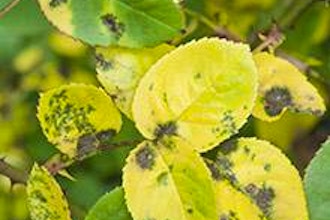 Common Plant Diseases in the Landscape