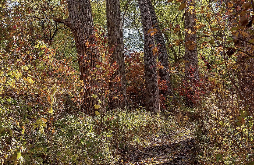 Fall Bird Walk: Barbara Brown Nature Reserve