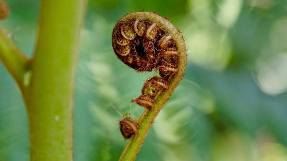 Ferns for the Chicago Region