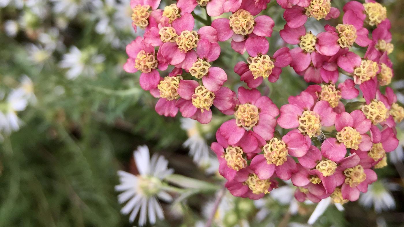 The Art of Flower Remedies