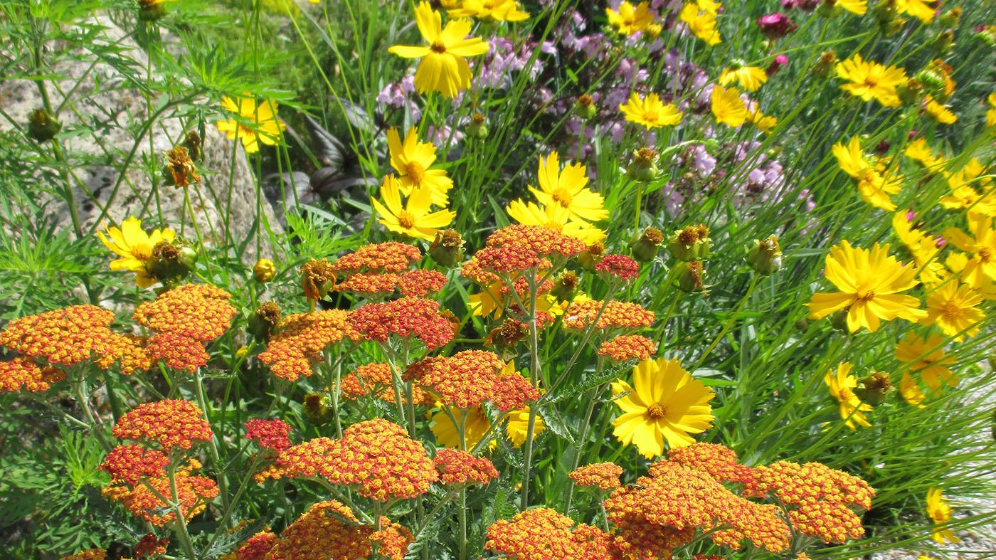 Perennial Bed Design for Sun