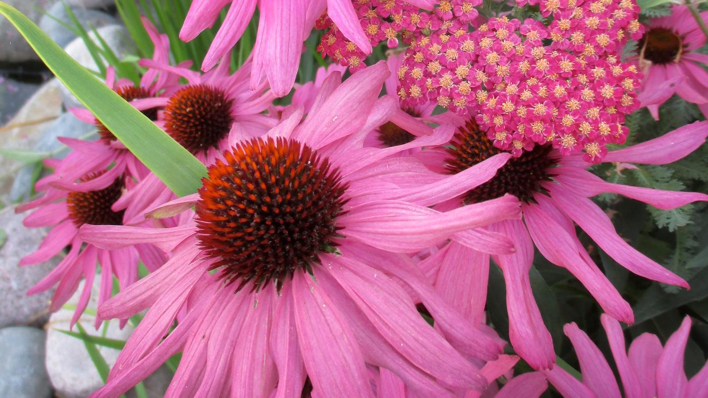 Native Plant Landscape Design