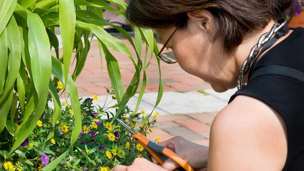 Gardening Techniques: Session D