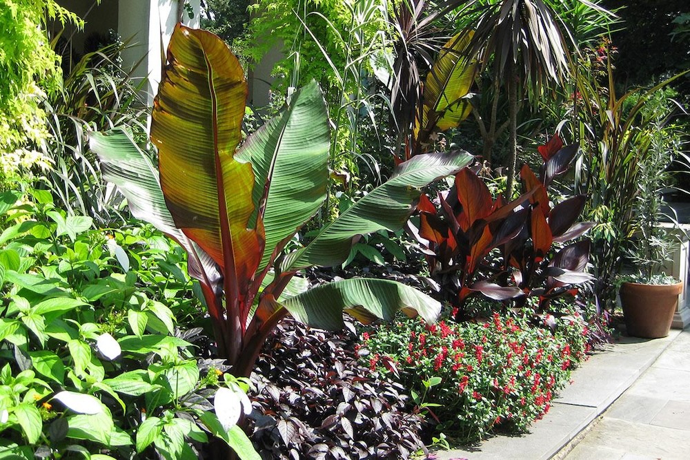 Gardening with a Tropical Twist