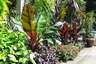 Gardening with a Tropical Twist
