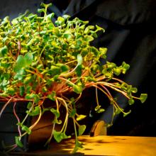 Growing Salad Greens Indoors