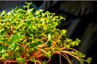 Growing Salad Greens Indoors