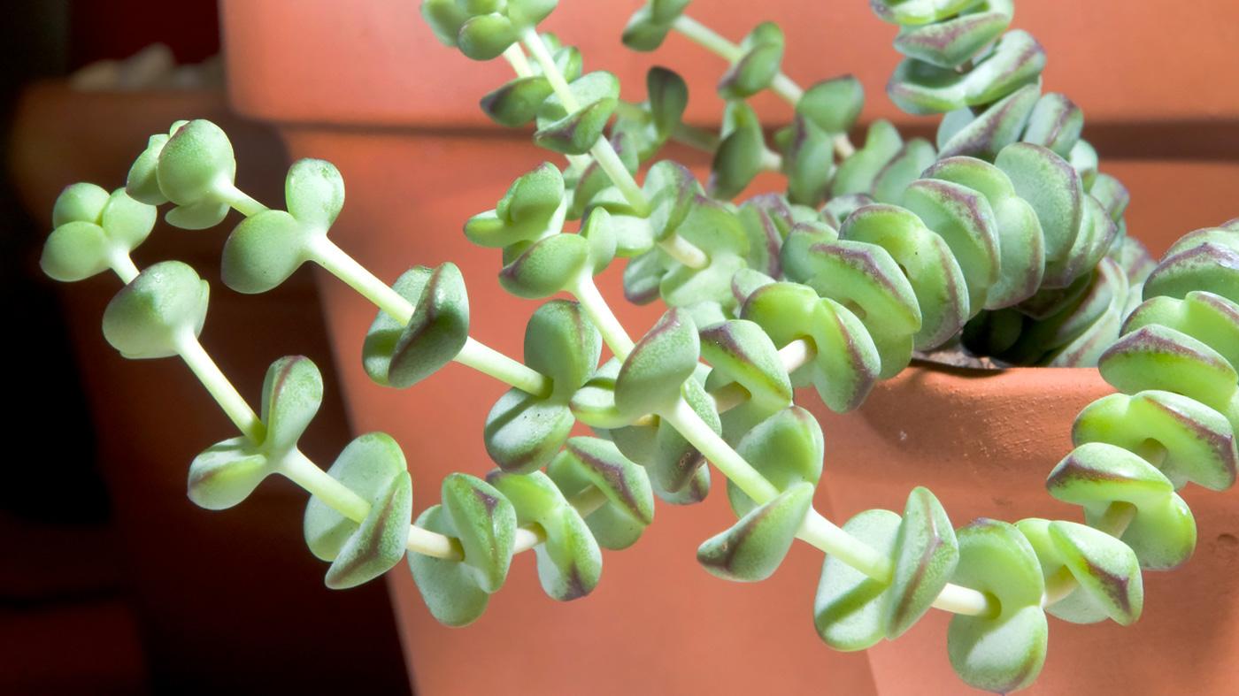 How to Grow Succulents