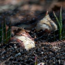 Hardy Bulbs