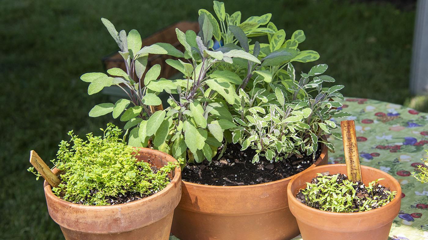 The Summer Herbal Apothecary