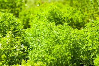 Herb Gardening