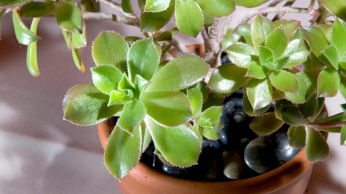 Winter Houseplant Care