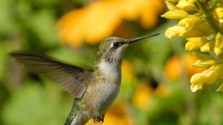 Hummingbird Sit