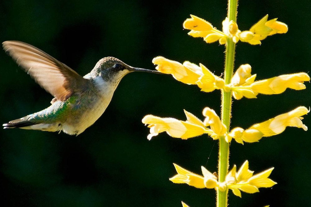 Gardening for Hummingbirds