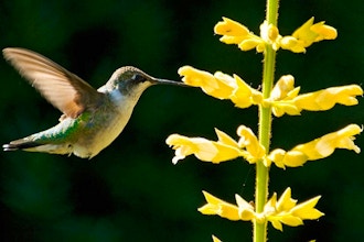 Gardening for Hummingbirds