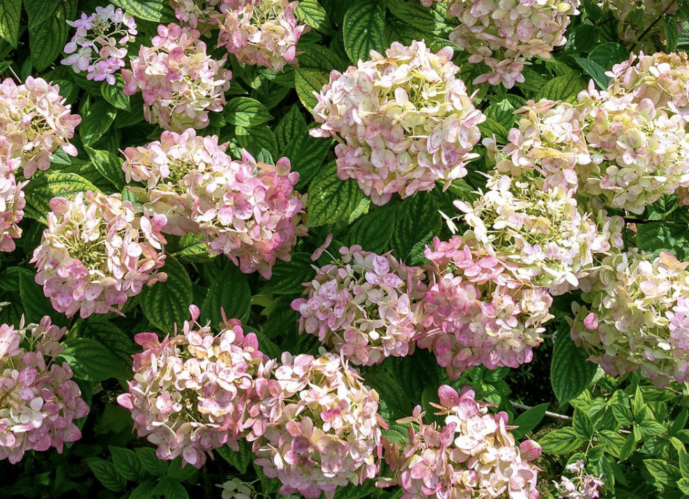Hydrangeas for the Home Garden: Online