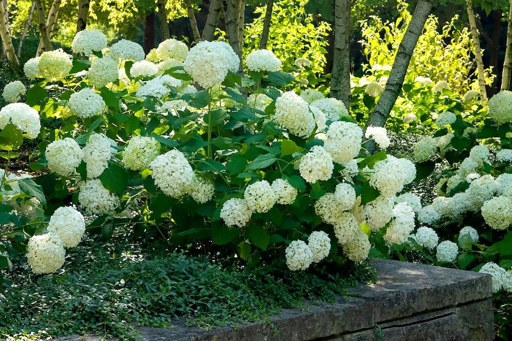 Hydrangeas: 101