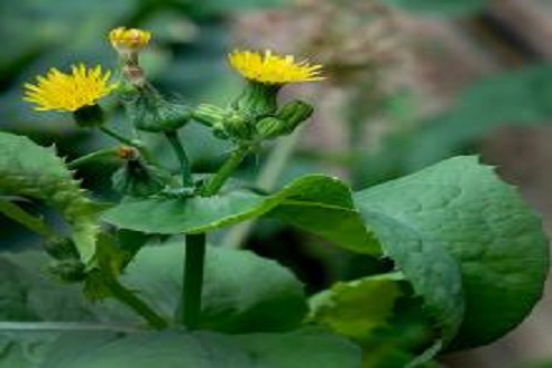 Invasive Plants in the Chicago Region
