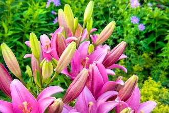 June Flowers that Bridge the Bloom Gap