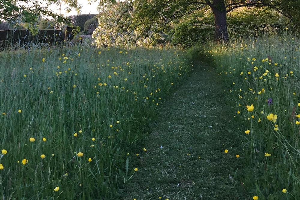 Meadow Style Gardening