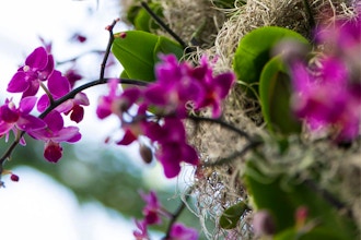 Live Sound Meditation with Orchids