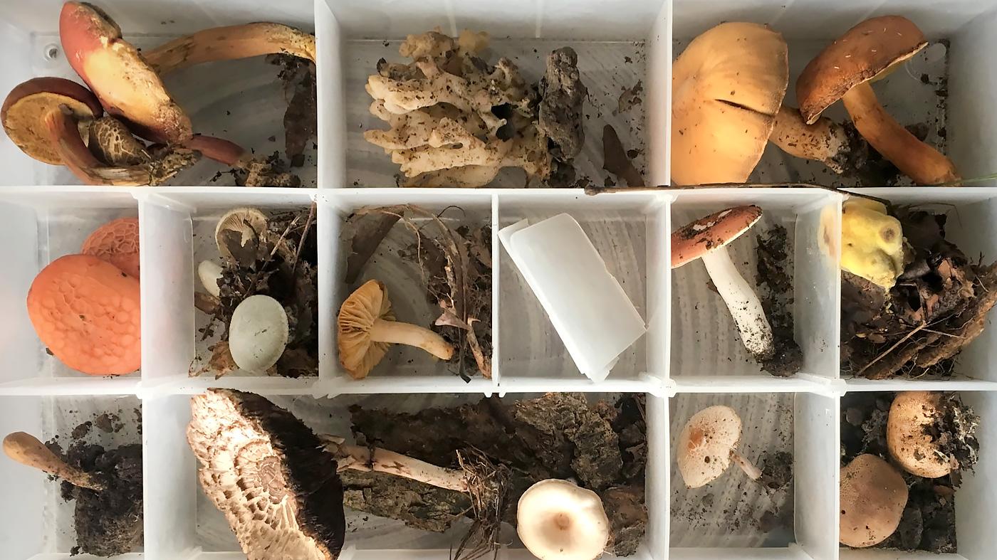Introduction to Mushroom Identification