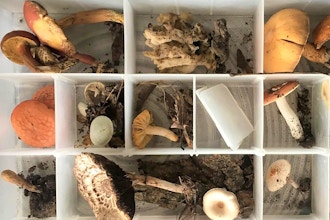 Introduction to Mushroom Identification