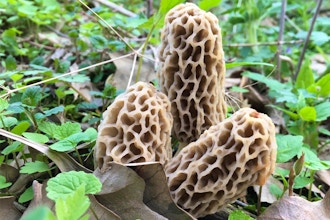 Finding the Elusive Morel