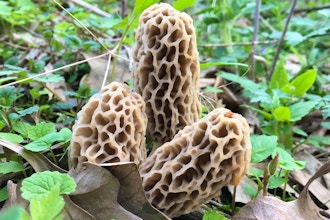 Finding the Elusive Morel (Onsite)