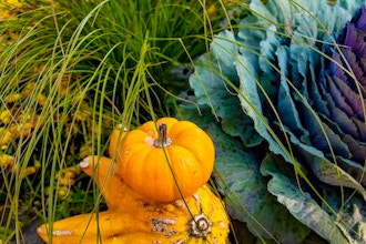 The Organic Vegetable Garden in Autumn