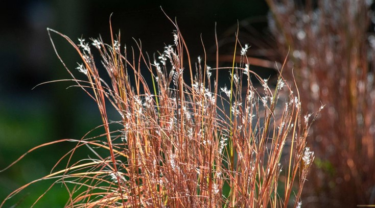 Ornamental Grasses In Depth