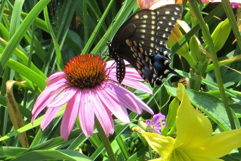 Pairing Native Plants with Non-Natives
