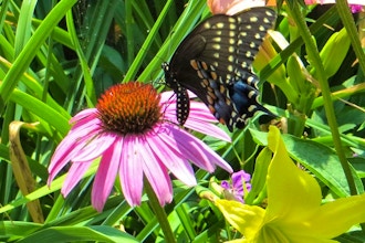 Pairing Native Plants with Non-Natives