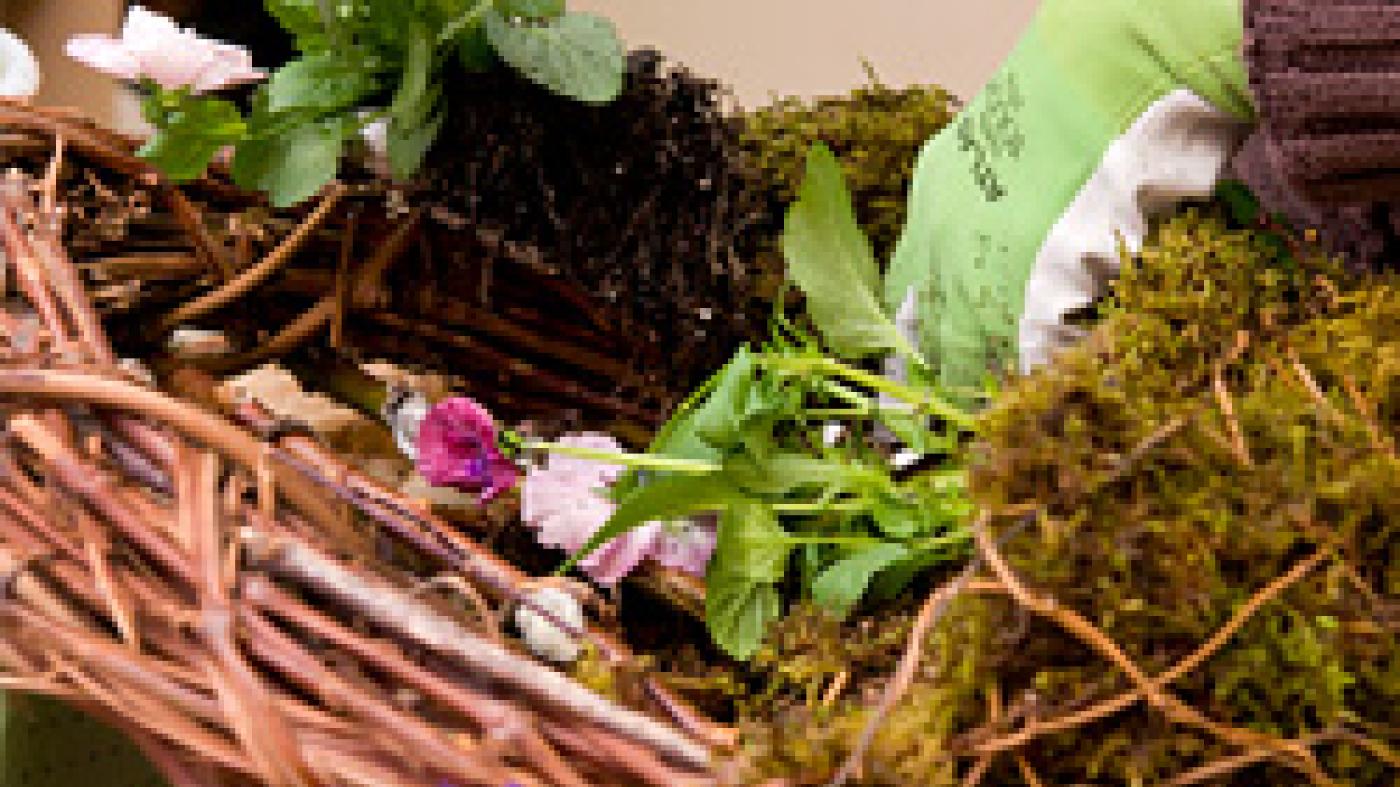 Living Pansy Wreath Workshop