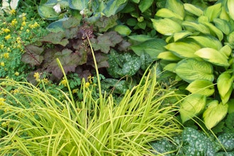 Perennial Bed Design for Shade