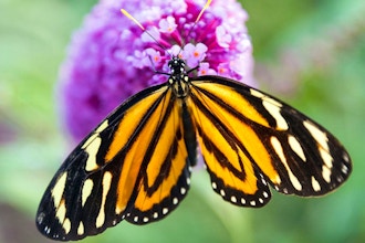 Photographing Butterflies and Blooms