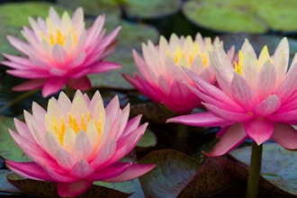 Photographing Water Lilies