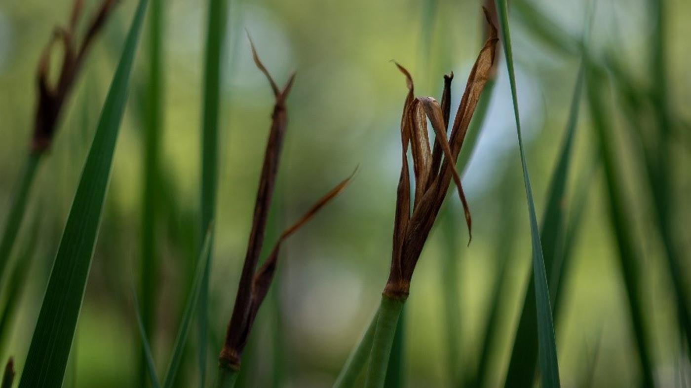Textures and Patterns in Nature