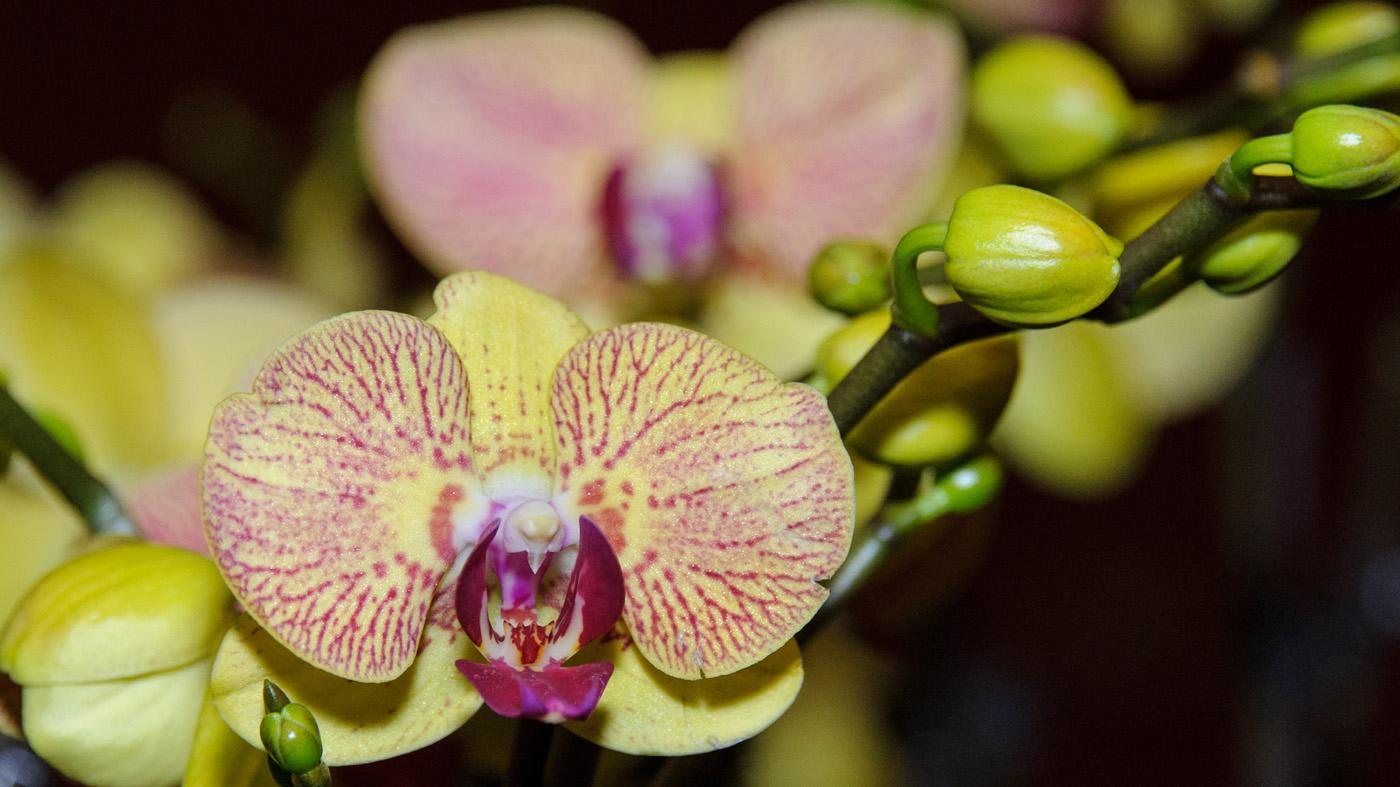 Macro Photography: Orchids Up-close