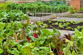 Plan Your Vegetable Garden