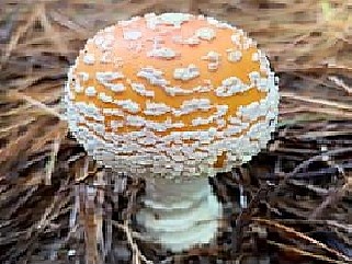 Poisonous Mushrooms of Illinois