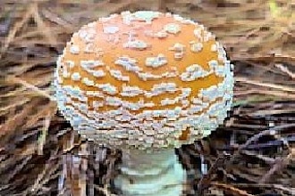 Poisonous Mushrooms of Illinois