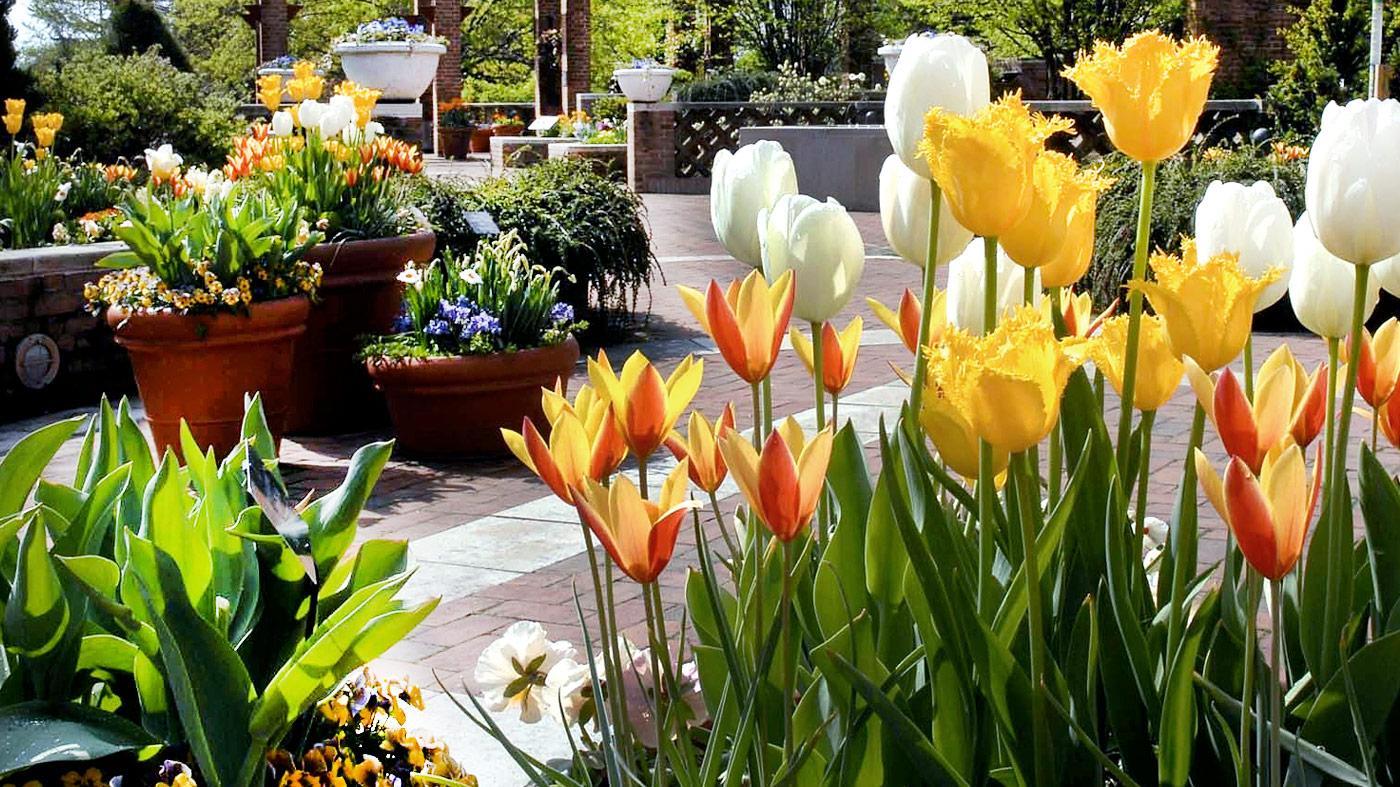 Container Gardens: Pots with Panache