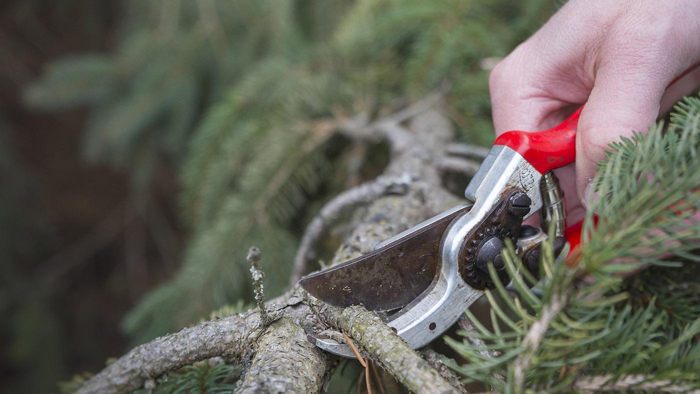 End-of-Season Pruning Workshop
