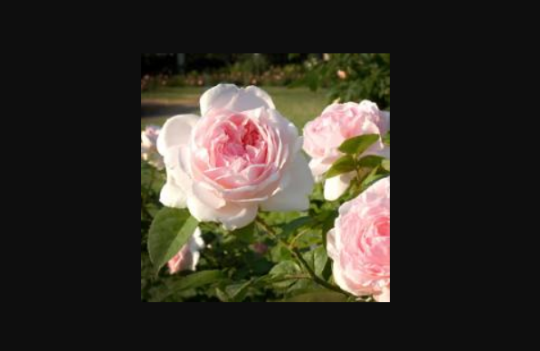 Luscious Roses in Colored Pencil