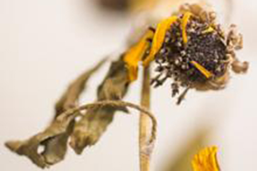 Seed Cleaning and Storing Workshop