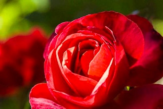 Best Roses for Your Garden