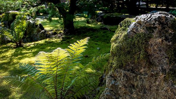 Shade Gardening